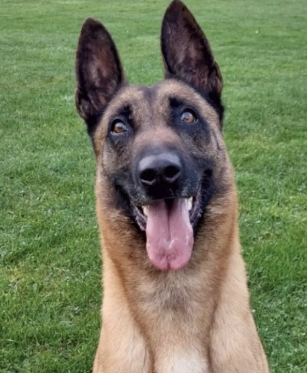 Police Dog Locates Missing 77-Year-Old Man in Woodland
