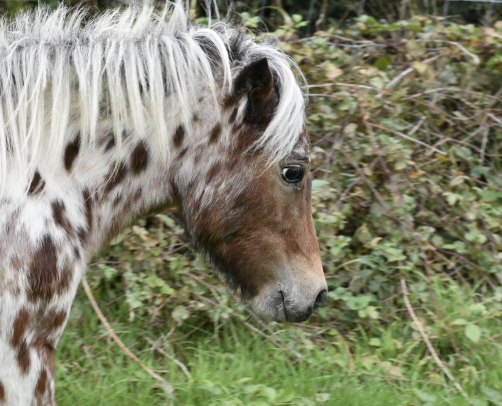 Rare Miniature Horses Reported Stolen from Farm; Investigation Underway