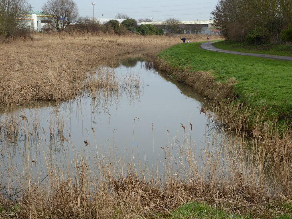 Police Seek Information After Ducks Injured by Catapult Attack