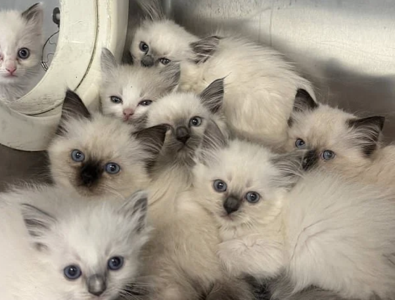 78 Ragdoll Cats Rescued From Unsanitary Home by PSPCA