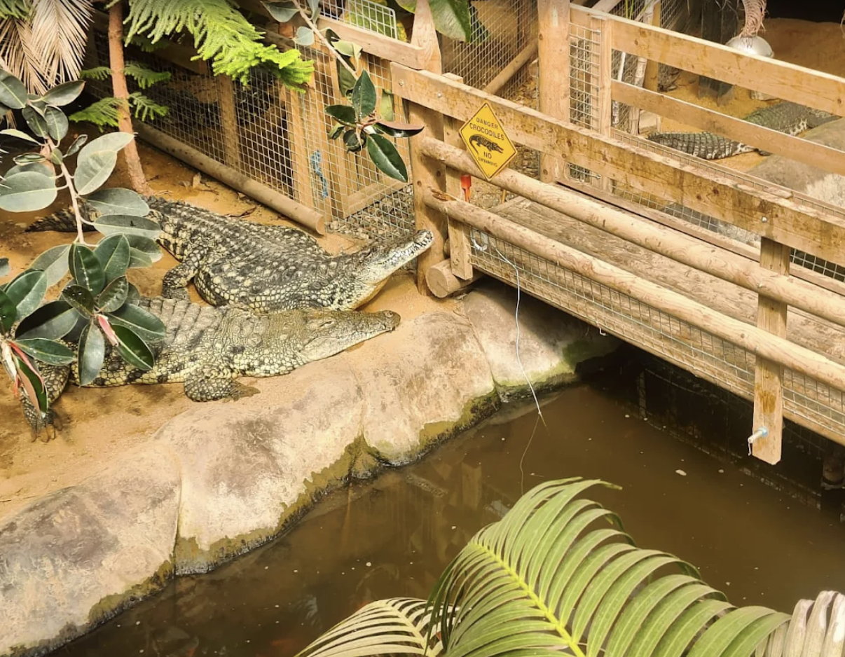 Toddler Thrown Into Crocodile Enclosure at Zoo, Under Investigation