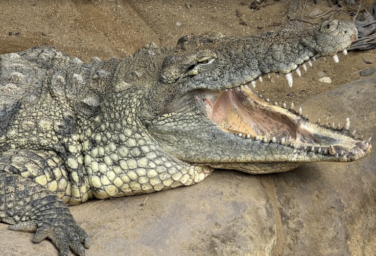Toddler Thrown Into Crocodile Enclosure During Incident at Local Zoo