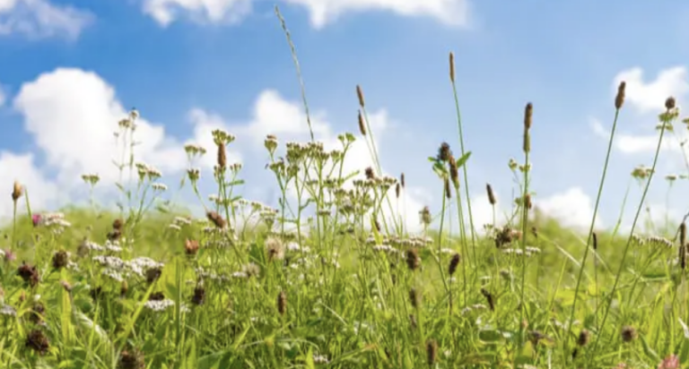 Pollen Levels Surge Amid Hay Fever Increase During 35C Heatwave