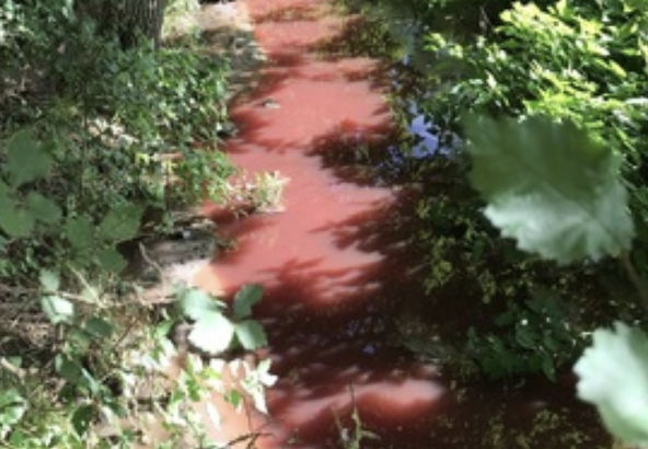 Taylor Wimpey fined £300,000 for sewage pollution in local stream