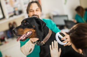 UK Government Announces Comprehensive Veterinary Regulation Reform to Support Pet Owners
